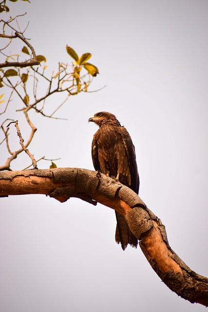 Free download animal beak bird bird of prey free picture to be edited with GIMP free online image editor