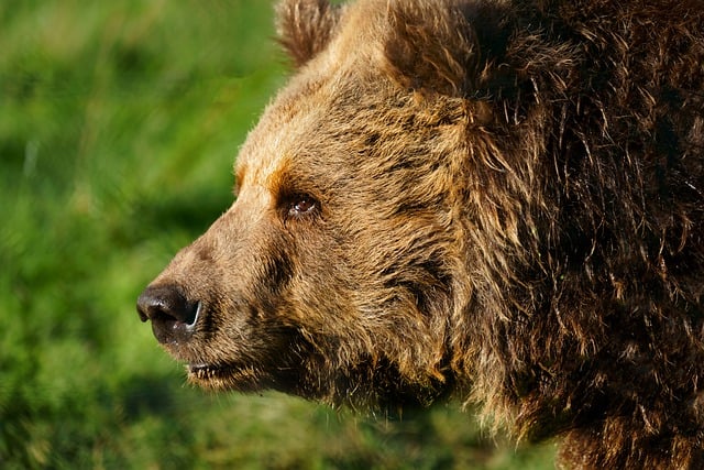 Free download animal bear wild muzzle zoo free picture to be edited with GIMP free online image editor
