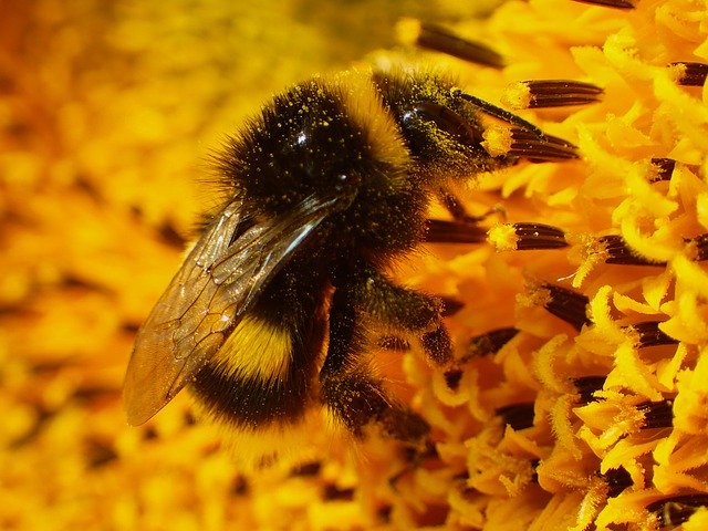 Descarga gratuita Animal Beautiful Bee - foto o imagen gratuita para editar con el editor de imágenes en línea GIMP