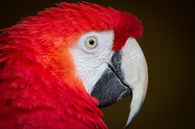 Animal Bird Ara 무료 다운로드 - 무료 사진 또는 GIMP 온라인 이미지 편집기로 편집할 사진