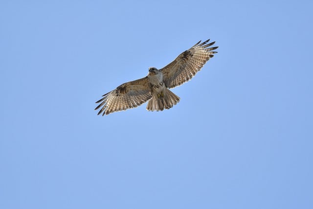 Free download animal bird bird of prey buzzard free picture to be edited with GIMP free online image editor