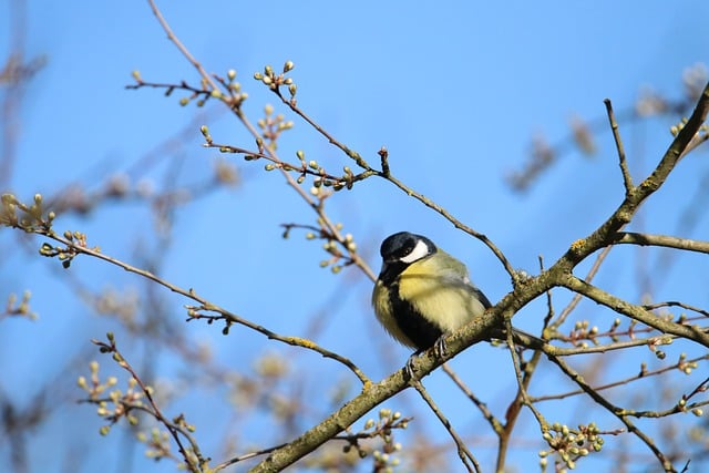 Free download animal bird great tit biodiversity free picture to be edited with GIMP free online image editor