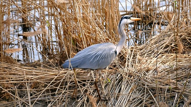 Muat turun percuma Animal Bird Grey Heron - foto atau gambar percuma untuk diedit dengan editor imej dalam talian GIMP