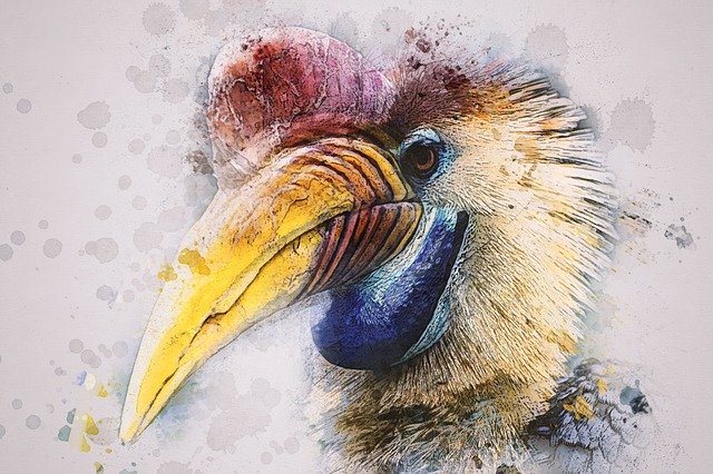 Free download Animal Bird Hornbill Helmet -  free illustration to be edited with GIMP free online image editor