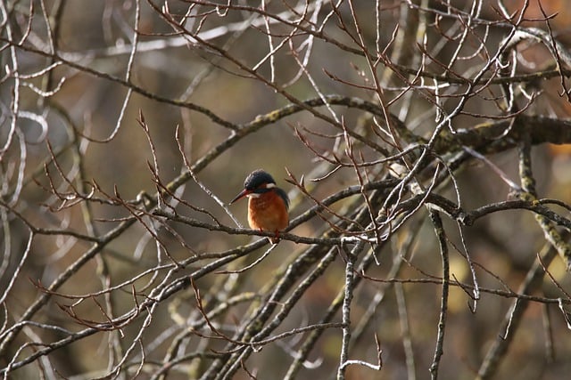 Free download animal bird kingfisher biodiversity free picture to be edited with GIMP free online image editor