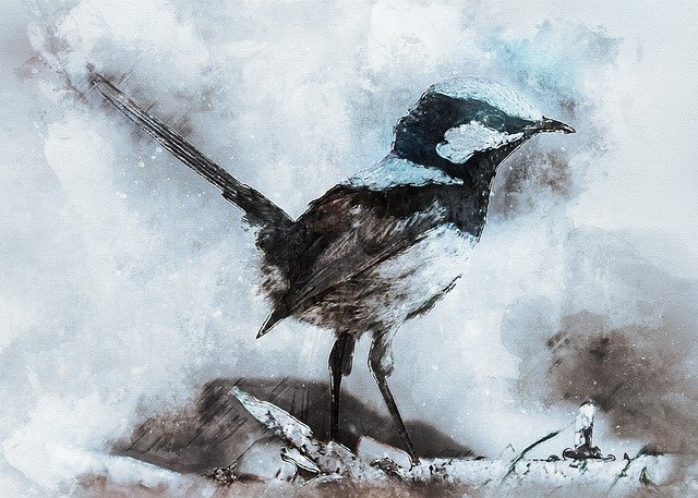 Free download Animal Bird Macro -  free illustration to be edited with GIMP free online image editor