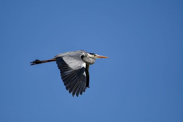 Free download animal bird ornithology heron free picture to be edited with GIMP free online image editor