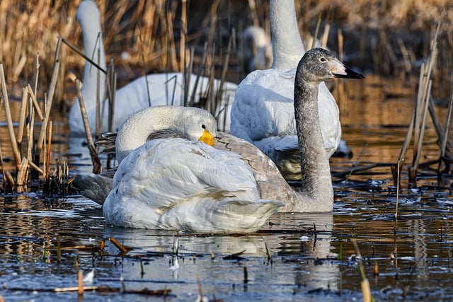 Free download animal bird ornithology swan free picture to be edited with GIMP free online image editor