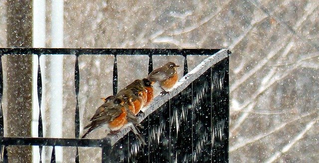 Download gratuito Animal Bird Robin - foto o immagine gratuita da modificare con l'editor di immagini online di GIMP