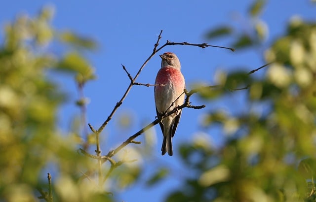 Free download animal bird singing free picture to be edited with GIMP free online image editor