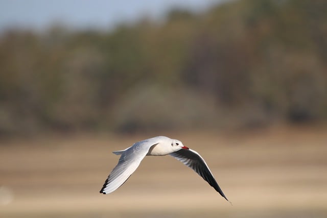 Free download animal birds laughing gull flight free picture to be edited with GIMP free online image editor