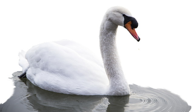 Free picture Animal Bird Swan -  to be edited by GIMP free image editor by OffiDocs
