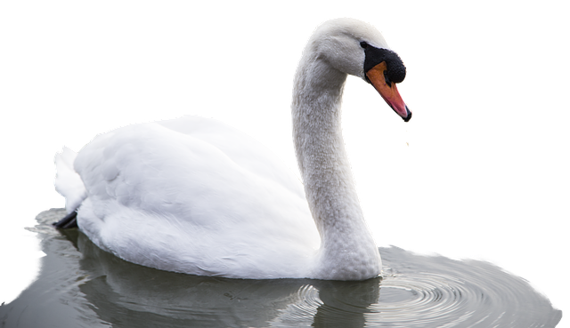 Free download Animal Bird Swan -  free photo or picture to be edited with GIMP online image editor