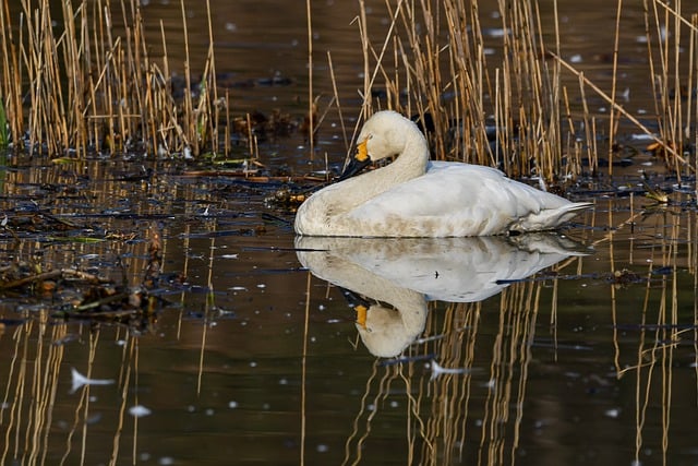 Free download animal bird swan ornithology free picture to be edited with GIMP free online image editor