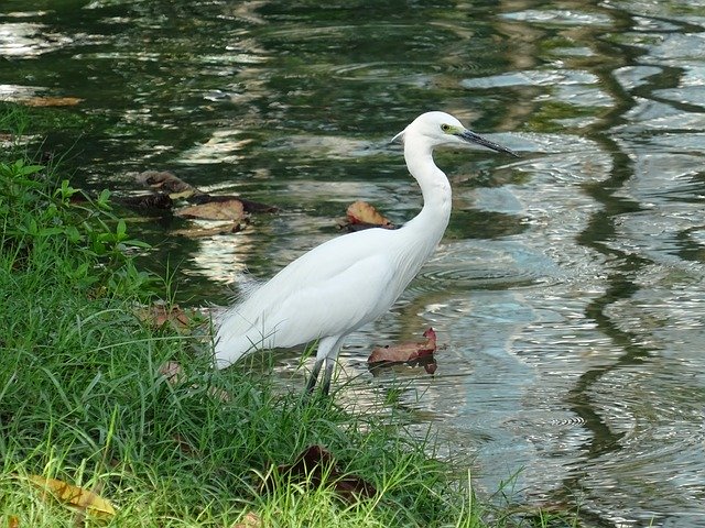 Free download Animal Bird Thailand -  free photo or picture to be edited with GIMP online image editor