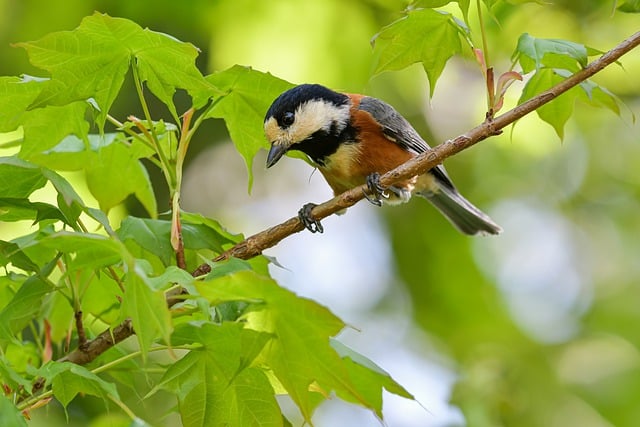 Free download animal bird varied tit forest free picture to be edited with GIMP free online image editor