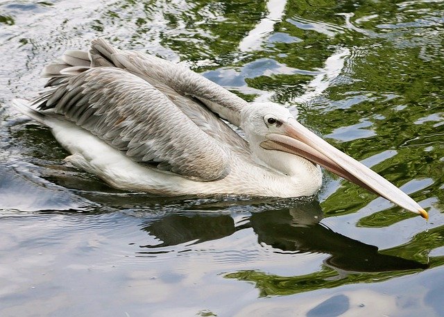 Download gratuito Animal Bird Water - foto o immagine gratuita da modificare con l'editor di immagini online di GIMP