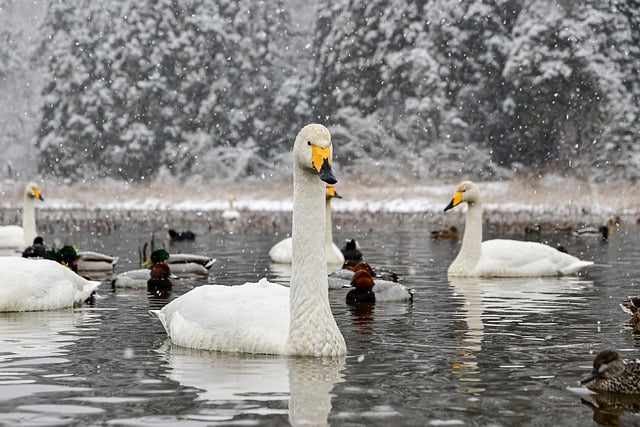 Free download animal bird waterfowl swan free picture to be edited with GIMP free online image editor