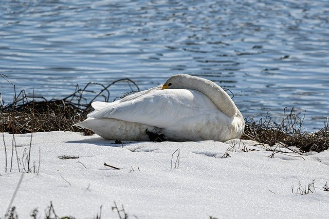 Free download animal bird waterfowl swan down free picture to be edited with GIMP free online image editor