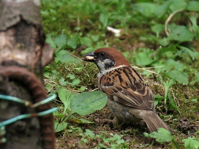 Free download Animal Bird Wild Birds -  free photo or picture to be edited with GIMP online image editor