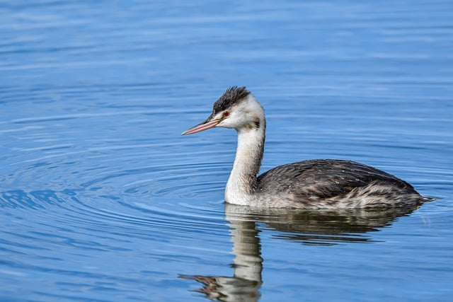 Scarica gratuitamente l'immagine gratuita di uccelli acquatici di uccelli acquatici di uccelli invernali da modificare con l'editor di immagini online gratuito GIMP
