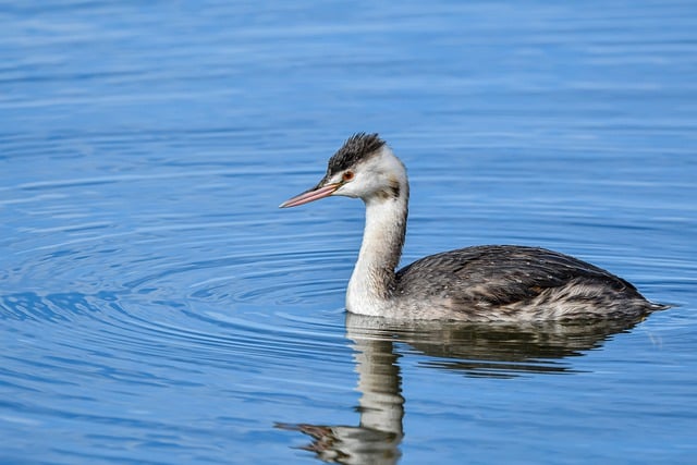 Téléchargement gratuit d'une image gratuite d'oiseau animal d'oiseau d'hiver de sauvagine à modifier avec l'éditeur d'images en ligne gratuit GIMP