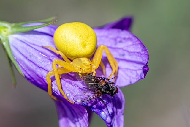 Free download animal bloom close up disguise free picture to be edited with GIMP free online image editor