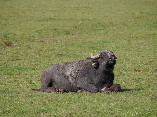 Muat turun percuma Air Buffalo Haiwan - foto atau gambar percuma untuk diedit dengan editor imej dalam talian GIMP