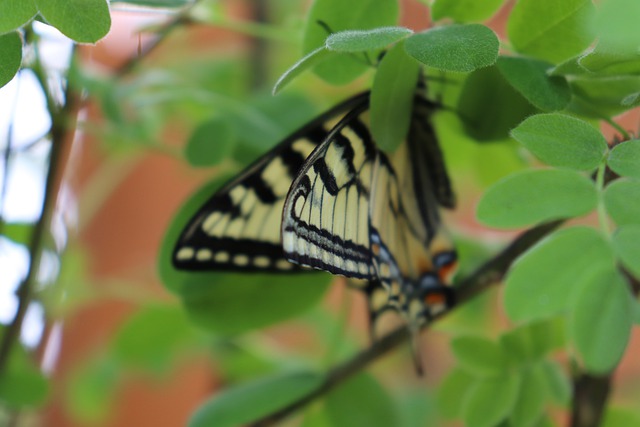 Free download animal butterfly insect free picture to be edited with GIMP free online image editor