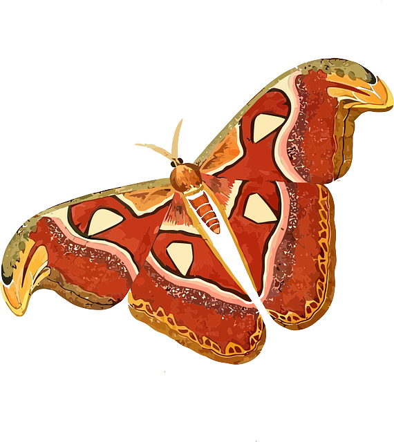 Free download Animal Butterfly Insect - Free vector graphic on Pixabay free illustration to be edited with GIMP free online image editor