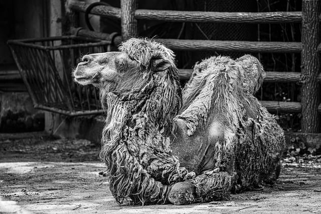 Free download animal camel black and white free picture to be edited with GIMP free online image editor