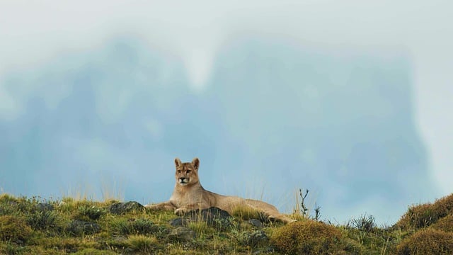 Free download animal carnivore cat cub free picture to be edited with GIMP free online image editor