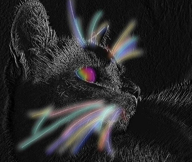 Free graphic Animal Cat -  to be edited by GIMP free image editor by OffiDocs