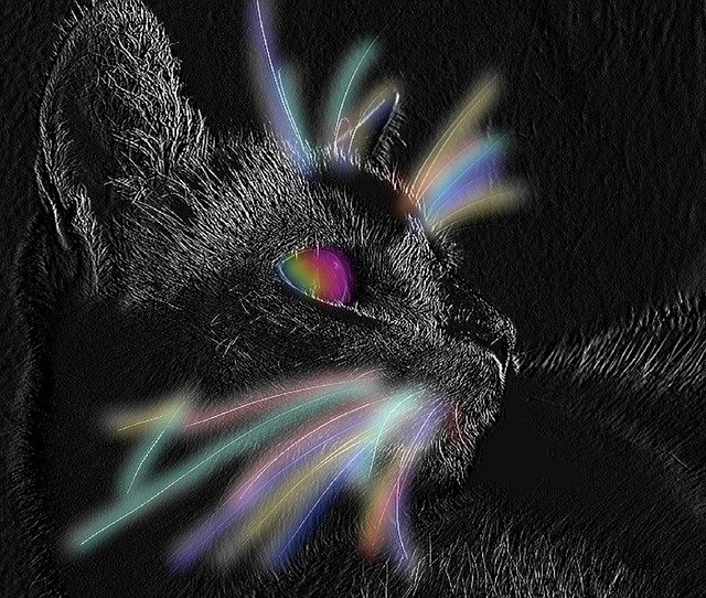 Free download Animal Cat -  free photo or picture to be edited with GIMP online image editor