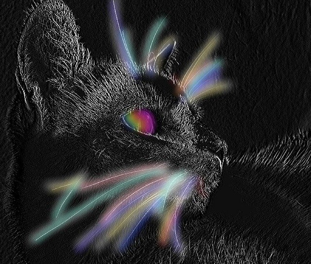 Descarga gratuita Animal Cat: foto o imagen gratuita para editar con el editor de imágenes en línea GIMP