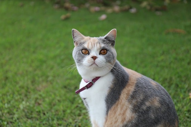 Free download animal cat breed feline pet free picture to be edited with GIMP free online image editor
