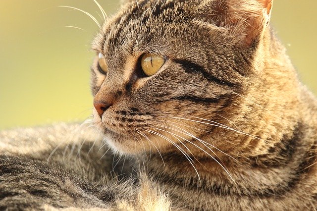 Kostenloser Download Animal Cat Close Up - kostenloses Foto oder Bild zur Bearbeitung mit GIMP Online-Bildbearbeitung