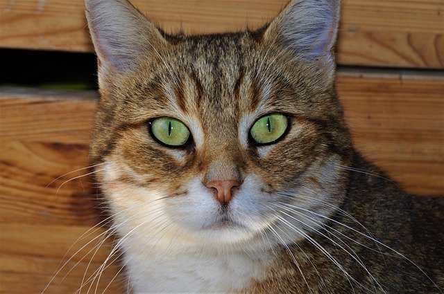 Free download Animal Cat Eyes -  free photo or picture to be edited with GIMP online image editor