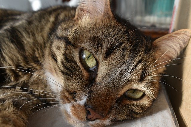 Faça o download gratuito de uma imagem gratuita de gatinho de gatinho de olhos de gato animal para ser editada com o editor de imagens on-line gratuito do GIMP