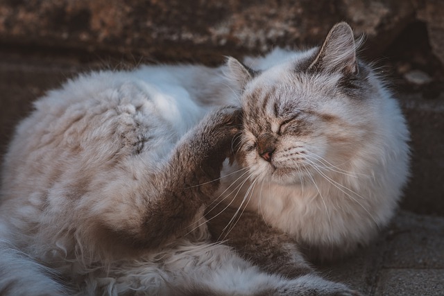 Free download animal cat feline mammal free picture to be edited with GIMP free online image editor