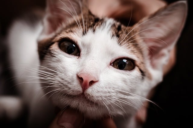 Free download animal cat feline mammal fur free picture to be edited with GIMP free online image editor
