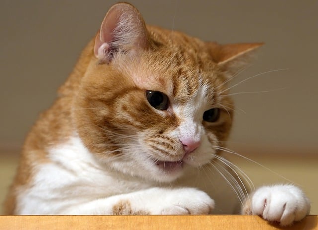 Free download animal cat feline mammal pet free picture to be edited with GIMP free online image editor
