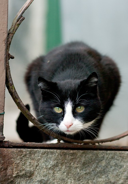 Free download animal cat feline mammal pet fur free picture to be edited with GIMP free online image editor