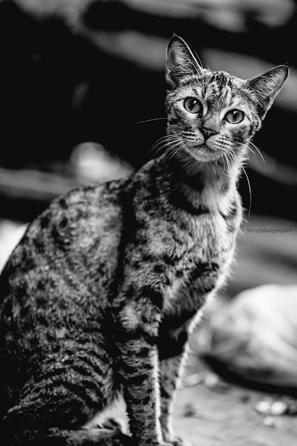 Libreng download animal cat feline mammal stray libreng larawan na ie-edit gamit ang GIMP free online image editor