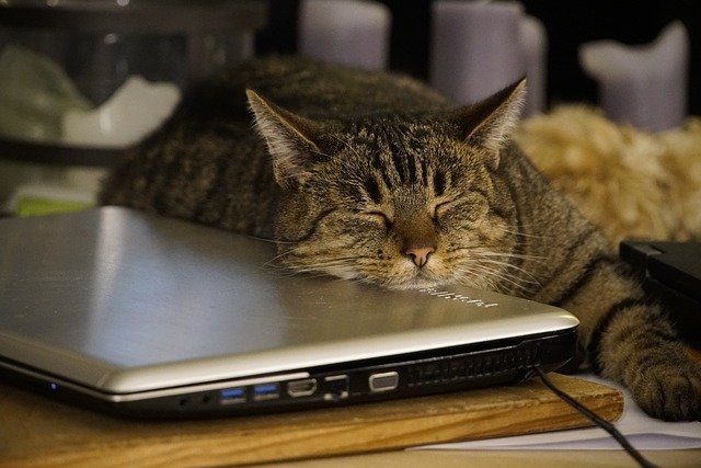 Free download animal cat feline pet sleeping free picture to be edited with GIMP free online image editor