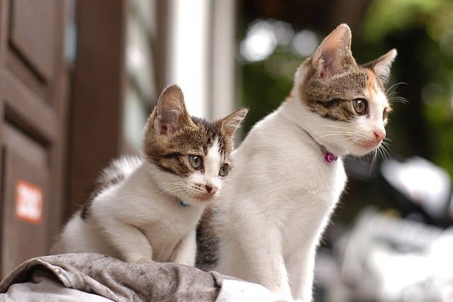 Безкоштовно завантажте тварина кіт кошеня ссавець безкоштовне зображення для редагування за допомогою безкоштовного онлайн-редактора зображень GIMP