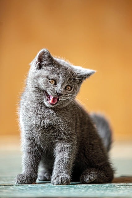 Free download animal cat kitten mammal feline free picture to be edited with GIMP free online image editor