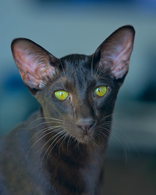 Free download animal cat kitten mammal species free picture to be edited with GIMP free online image editor