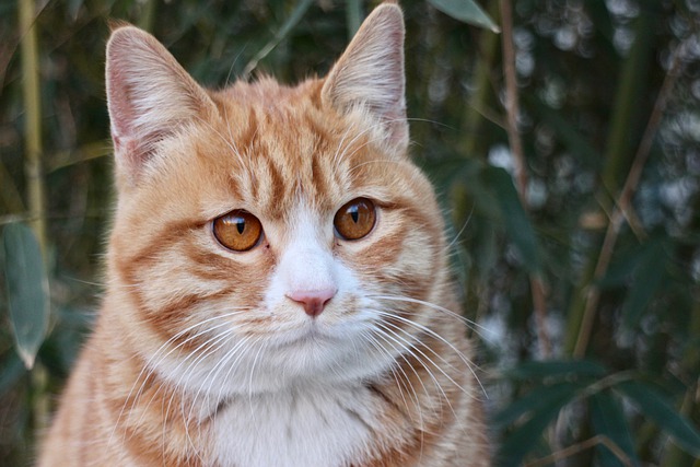 Kostenloser Download Tier Katze Säugetier Katze Kitty Kostenloses Bild, das mit dem kostenlosen Online-Bildeditor GIMP bearbeitet werden kann