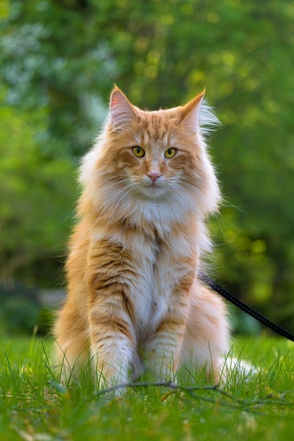 Free download animal cat mammal feline pet free picture to be edited with GIMP free online image editor